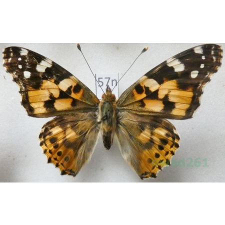 Vanessa cardui (Linnaeus, 1758) Rusałka osetnik Poland57n